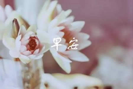 ΢Ȧ簲ZDƬ