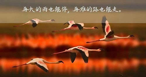 ΢Ȧ簲ZDƬ